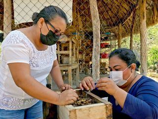 Die Honigfrauen von Yucatan - Las damas de la miel