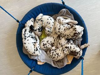 Tierische Augenblicke