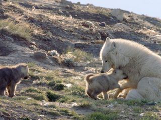 Polarwoelfe