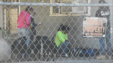 Pitbulls auf Bewaehrung
