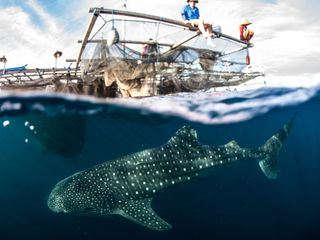 Paradiesinseln: Wild, bizarr und wunderschoen