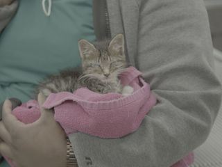 Critter Fixer: Zwei Tieraerzte fuer alle Felle Critter Fixer: Zwei Tieraerzte fuer alle Felle