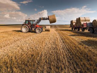 Von wegen lila Kuehe