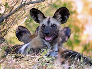 100 Jahre Kruger Nationalpark mit Dirk Steffens