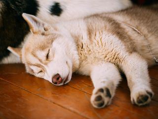 Abenteuer Lappland - Die Husky-Tour des Lebens