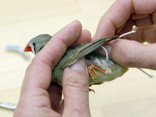 Seewiesen - Ein Biotop fuer die Wissenschaft