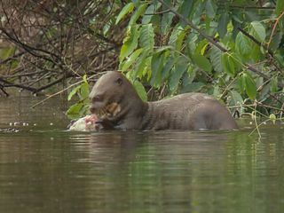 Big Five Suedamerika