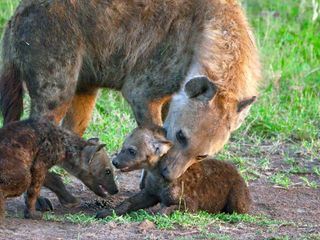 Kenia, Heldinnen der Savanne
