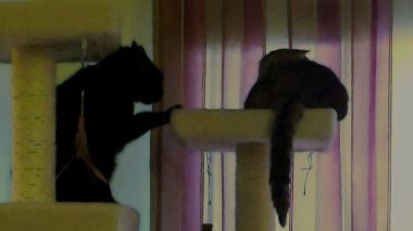 Der Katzenfluesterer Der Katzenfluesterer