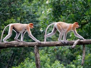 Geheimnisse Asiens - Die schoensten Nationalparks