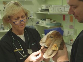 Dr. Dee: Tieraerztin in Alaska