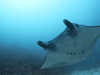Into the Blue - Indonesiens Unterwasserparadiese