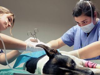 Tieraerztin 24/7 II