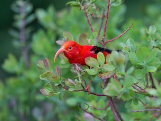 Hawaii - Tropisches Inselparadies