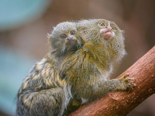 Zoo und so - Tierisch wild!