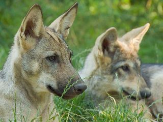 Kurt und seine Woelfe