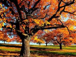 Die zauberhaften Vier