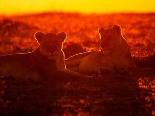 Faszinierende Savanne