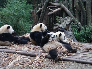 Anna und die wilden Tiere