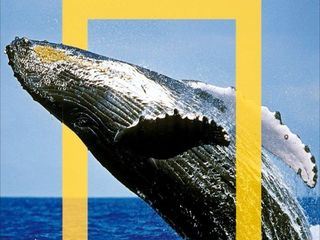 Im Reich des Blauwals