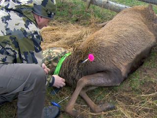 Panzer, Woelfe, Rothirsche: Bayerns wilder Übungsplatz