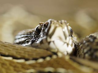 Die Giftakten: Anatomie eines Schlangenbisses