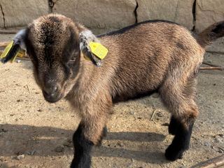 Seeloewe & Co - tierisch beliebt