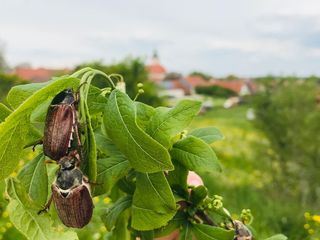 Maikaefer flieg!