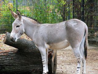 Eisbaer, Affe & Co.