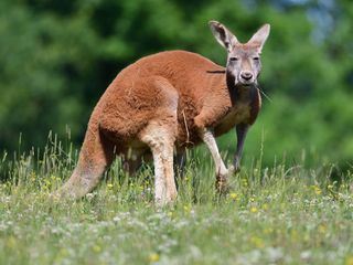 Die Superkraefte der Tiere