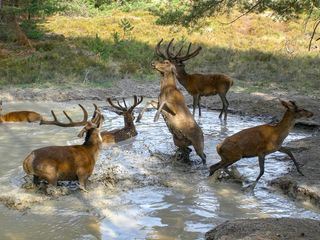 Die geheime Welt der Tiere