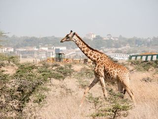 Wildes Nairobi Wildes Nairobi
