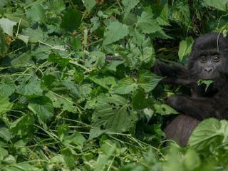 Bronx Zoo - Tierpark der Superlative