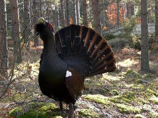 Småland - Schwedens wilder Sueden