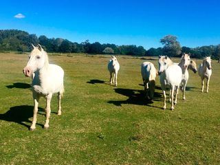 Camargue, da will ich hin!