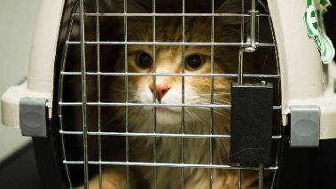 Tierarzt Dr. Jeff - Der Rocky Mountain Doc