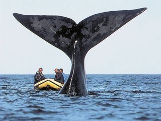 Giganten im Mittelmeer - Pottwalen auf der Spur