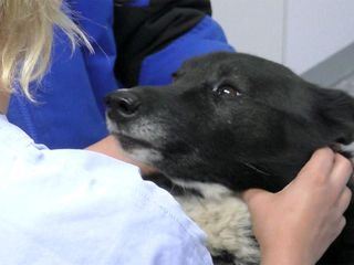 Hautnah: Die Tierklinik