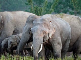 Hati Bondhu, die Elefantenschuetzer von Assam