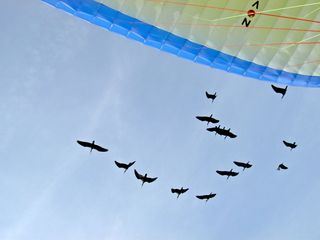 Waldrapp - Ein Vogel im Aufwind
