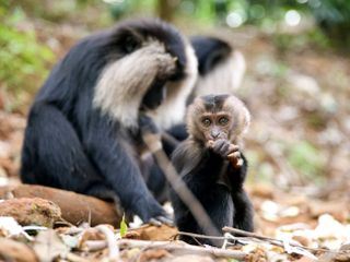 Tierkinder der Wildnis