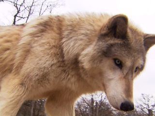 Der Wolf kommt zurueck Der Wolf kommt zurueck