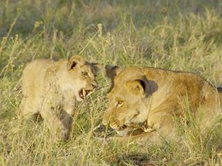 Die grossen Parks in Afrika Die grossen Parks in Afrika