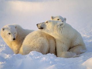 Die wilde Welt des Winters