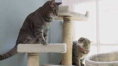 Der Katzenfluesterer Der Katzenfluesterer