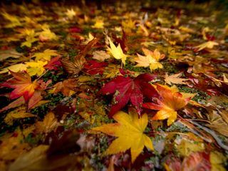 Wildes Grossbritannien