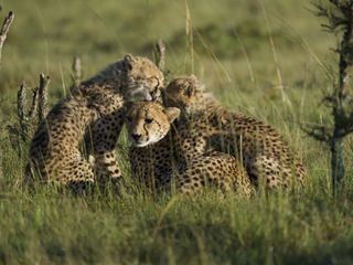 Ein Jahr auf unserer Erde