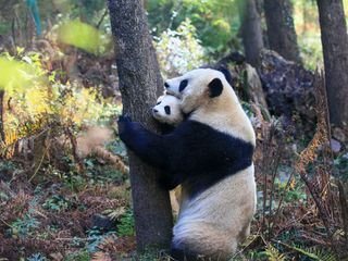 Pandas - Chinas sanfte Riesen
