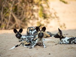 Wildhunde: Das Rudel gegen Loewen