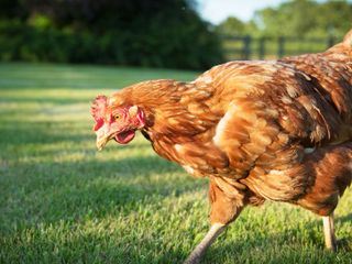 Die Superkraefte der Tiere